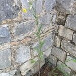 Crepis foetida Libunga