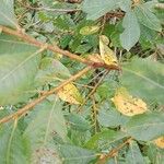 Salix cinerea പുറംതൊലി