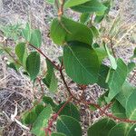 Apocynum androsaemifolium Leaf