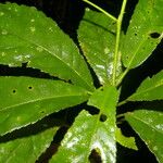 Pavonia castaneifolia Leaf
