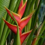 Heliconia spp. Anders