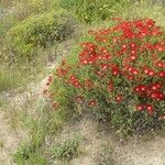 Drosanthemum speciosum Kvet