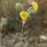 Helianthemum syriacum Otro