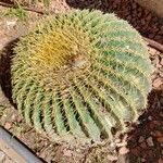 Echinocactus grusonii葉