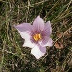 Crocus pallasii Virág