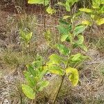 Asclepias viridiflora पत्ता