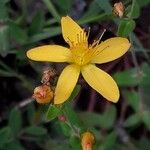 Hypericum pulchrum Квітка