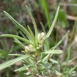 Plantago sempervirens Habit