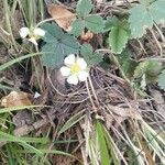 Potentilla sterilisফুল