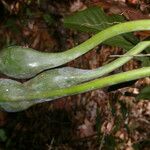 Syngonium angustatum Bark