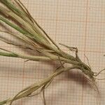 Stipa capensis Leht