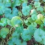 Viola hederacea Fuelha