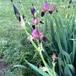 Iris × germanica Blatt