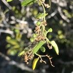 Matelea parvifolia Yaprak