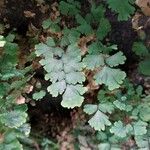 Adiantum capillus-venerisFolha