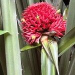 Aechmea magdalenae Flower