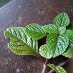 Plectranthus purpuratusᱥᱟᱠᱟᱢ