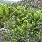 Myodocarpus crassifolius Hábito