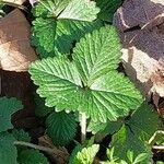 Potentilla indica পাতা