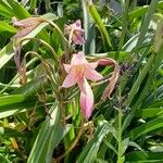 Crinum × powellii Flower