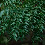 Fraxinus griffithii Hostoa