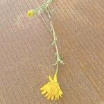 Pulicaria paludosa Flower