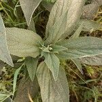 Phlomis herba-ventiLeaf