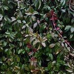 Trachelospermum jasminoides Облик