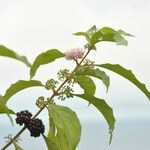 Callicarpa pedunculata Other