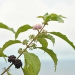 Callicarpa formosana Otro