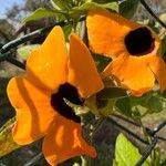 Thunbergia alataফুল