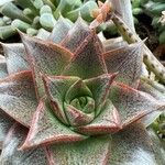 Echeveria purpusiorum Leaf