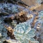 Achillea maritima Лист