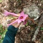 Mandevilla sellowii Fleur