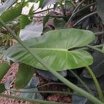 Spathiphyllum cannifolium Levél