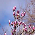 Magnolia liliiflora Sonstige