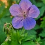 Geranium pratenseKvět