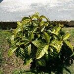 Sanchezia nobilis Folha
