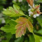 Crataegus laevigata Blatt