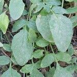 Valeriana dioscoridis List