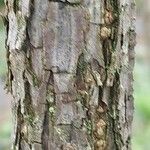 Cephalanthus occidentalis 树皮