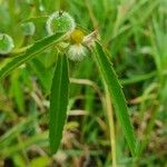 Euphorbia crotonoides Hostoa