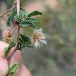 Mimosa aculeaticarpa Flor