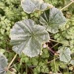 Malva neglecta Folla