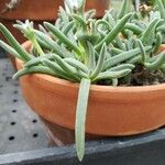 Delosperma harazianum Hoja