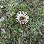 Carlina acaulis Hábito