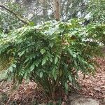 Berberis japonica Habit