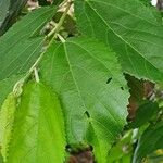 Grewia trichocarpa Hoja