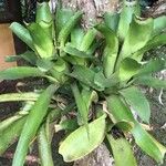 Aechmea nudicaulis Ліст