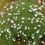 Arenaria balearica Otro